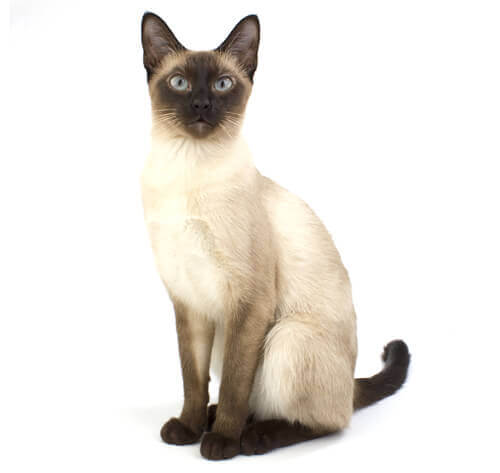 Siamese Cat Breed Information Purina Malaysia